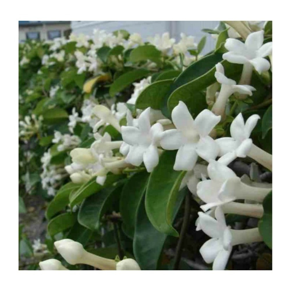  Stephanotis Floribunda (jasmin De Madagascar) Taille Pot De 2 Litres ? 40/60 Cm