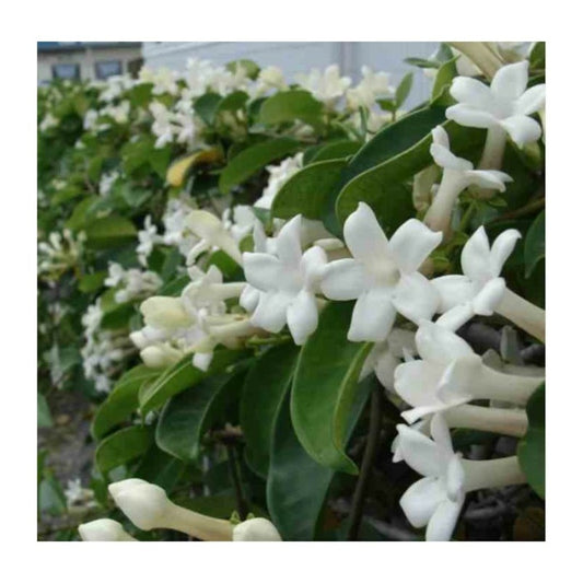  Stephanotis Floribunda (jasmin De Madagascar) Taille Pot De 2 Litres ? 40/60 Cm