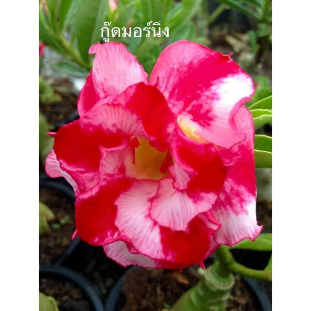  Adenium Obesum Cv.good Morning Rouge - Taille Caudex D'environ 2000g 25/30cm Très Gros Caudex