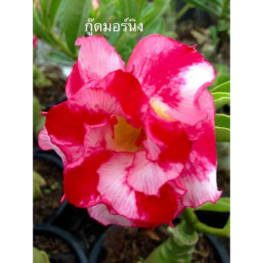  Adenium Obesum Cv.good Morning Rouge - Taille Caudex D'environ 2000g 25/30cm Très Gros Caudex