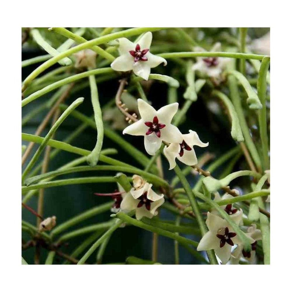  Hoya Retusa (fleur De Porcelaine, Fleur De Cire) Taille Pot De 2 Litres - 20/40 Cm - Blanc Et Rose