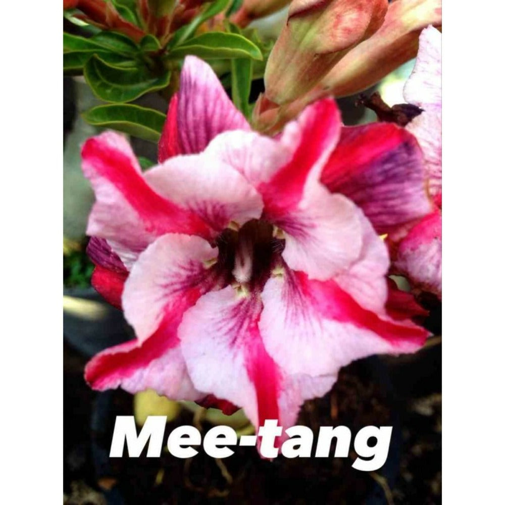  Adenium Obesum Cv Mee-tang Rose - Taille Caudex D'environ 300g 20/25cm