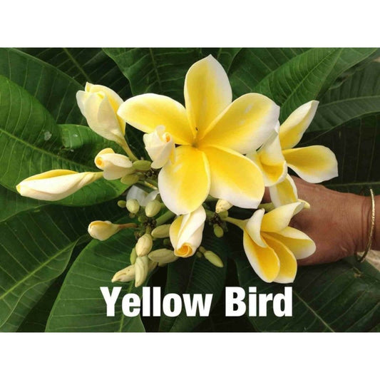  Plumeria Rubra "yellow Bird" (frangipanier) Jaune - Taille Pot De 2 Litres ? 20/30 Cm