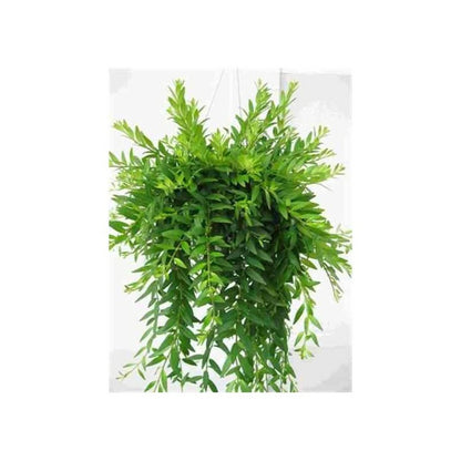  Aeschynanthus Hybride "japhrolepis" Taille Pot De 2 Litres - 20/60 Cm - Rouge