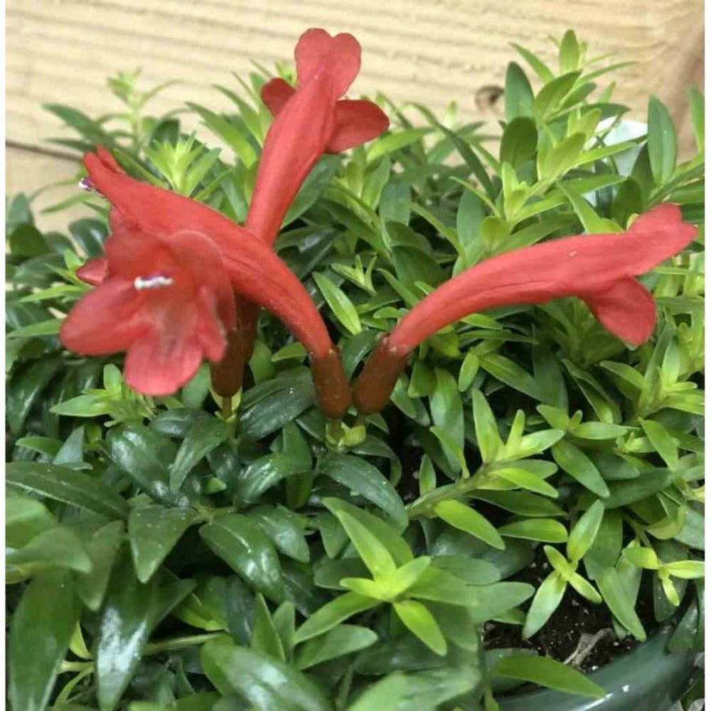  Aeschynanthus Hybride "japhrolepis" Taille Pot De 2 Litres - 20/60 Cm - Rouge