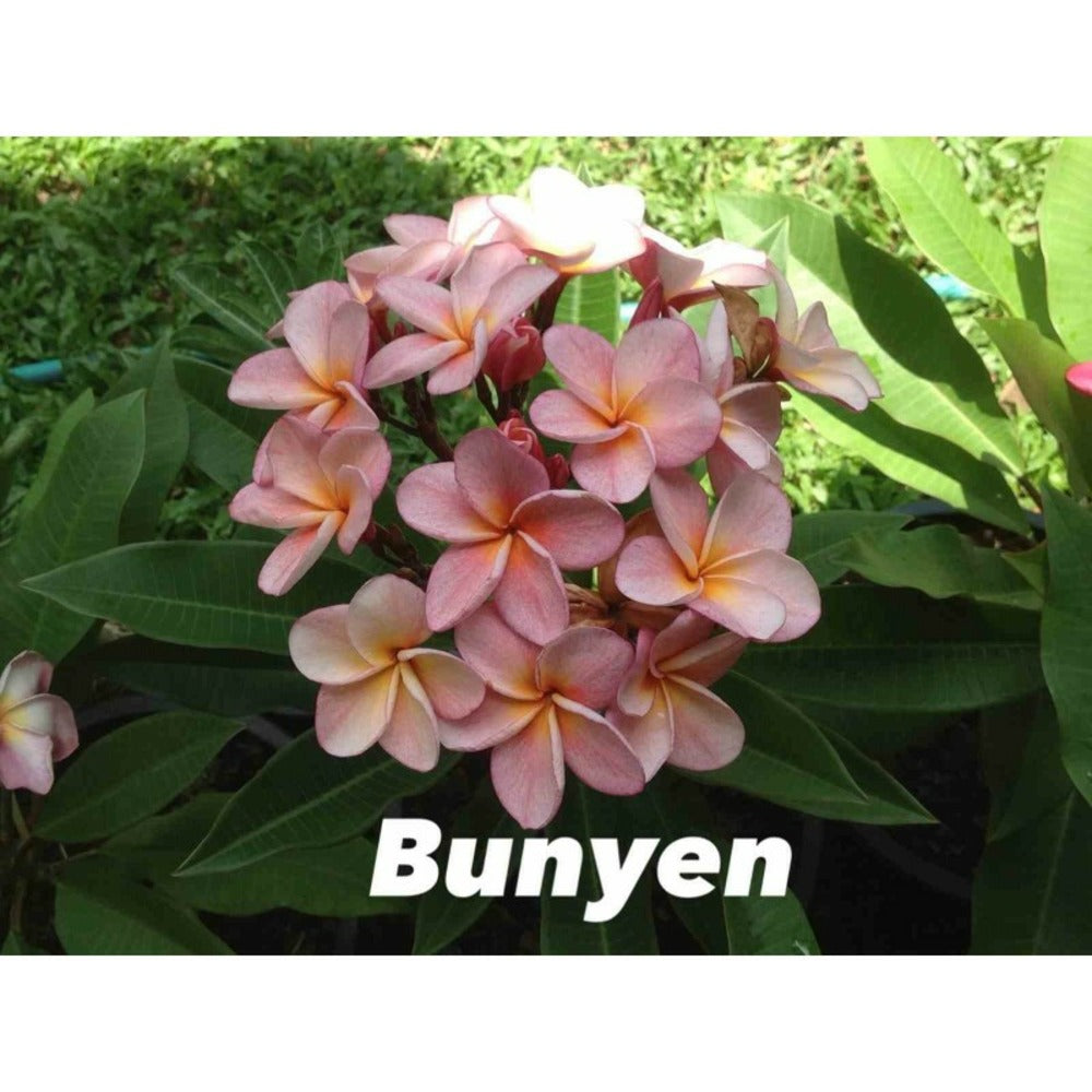  Plumeria Rubra "bunyen" (frangipanier) Rose - Taille Pot De 2 Litres ? 20/30 Cm