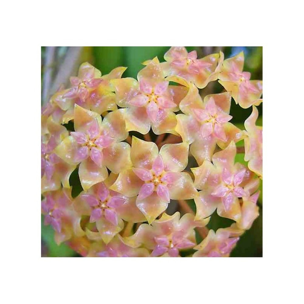  Hoya Vitellina (fleur De Porcelaine, Fleur De Cire) Taille Pot De 2 Litres - 20/40 Cm - Jaune Rose