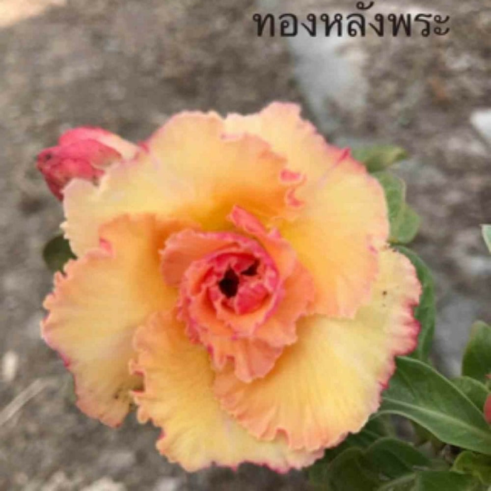  Adenium Obesum Cv.golden Buddha Orange - Taille Caudex D'environ 300g 20/25cm