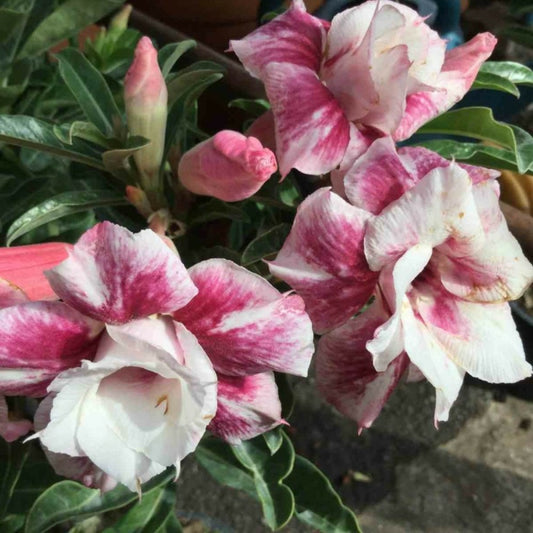  Adenium Obesum Cv.muang Prasertsri Blanc Et Rose - Taille Caudex D'environ 150g
