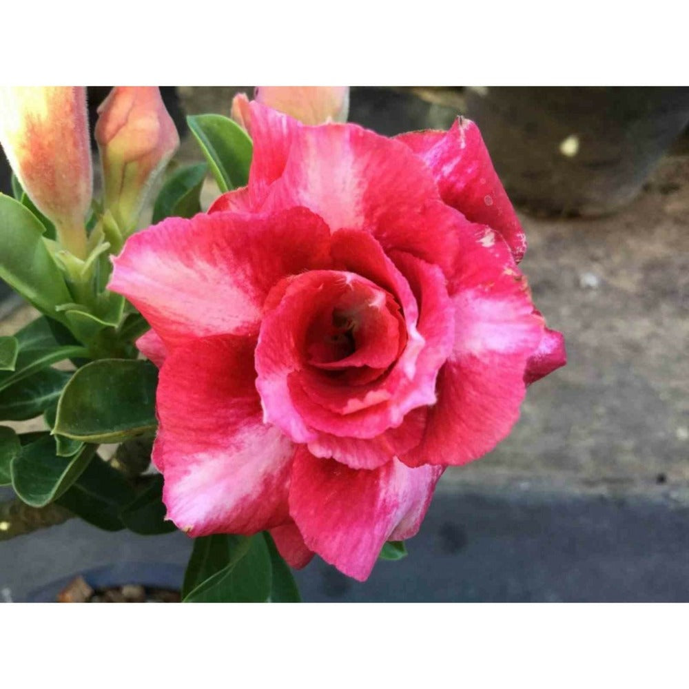  Adenium Obesum Cv Dang Bailay Rouge - Taille Caudex D'environ 2000g 25/30cm Très Gros Caudex
