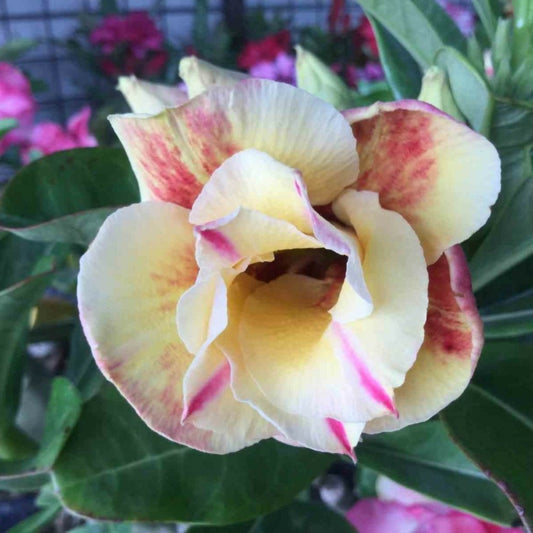  Adenium Obesum Cv.prarod Meri Jaune Rose - Taille Caudex D'environ 300g 20/25cm