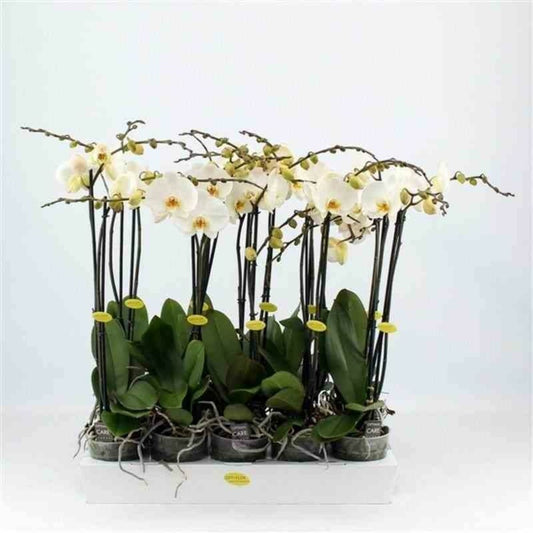  Phalaenopsis Hybride Blanche (orchidée Papillon) Taille Pot De 2 Litres - 60/80 Cm
