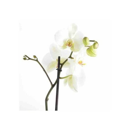  Phalaenopsis Hybride Blanche (orchidée Papillon) Taille Pot De 2 Litres - 60/80 Cm