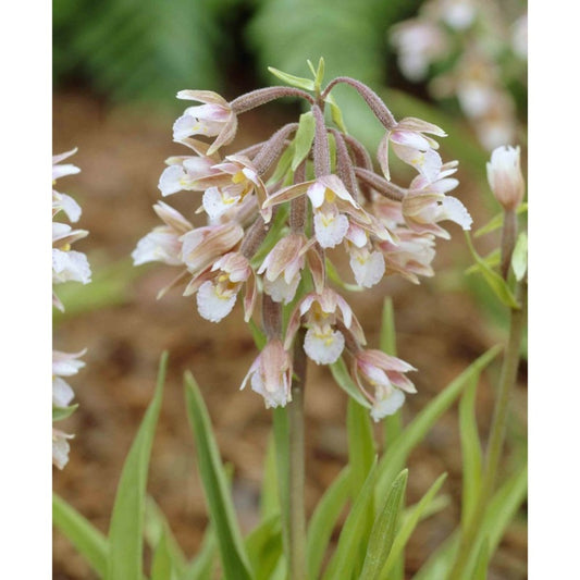  Epipactis Palustris Blanc - Taille Pot De 1 Litre - 0/60 Cm