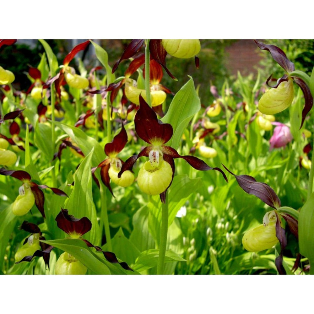  Cypripedium Calceolus (orchidées Terrestres) Taille Pot De 1 Litre - 0/80 Cm