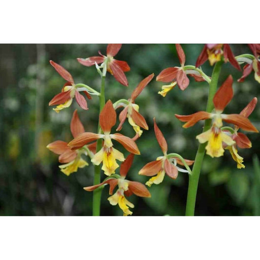  Calanthe Takane Jaune - Taille Pot De 1 Litre - 0/60 Cm