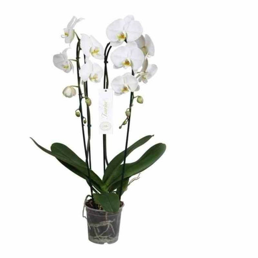  Phalaenopsis Hybride Tsarine Blanche (orchidée Papillon) Taille Pot De 2 Litres - 60/80 Cm