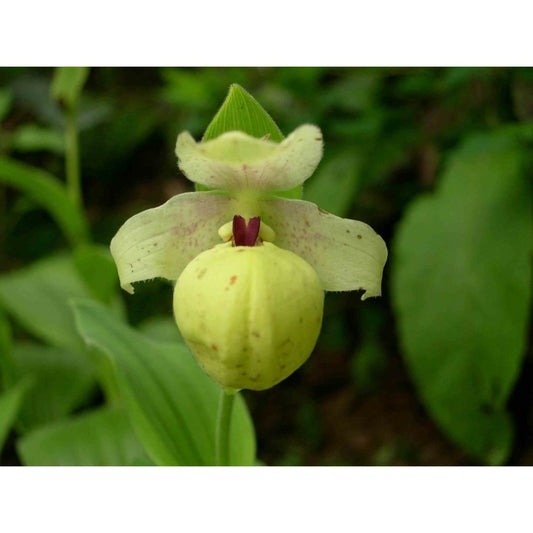  Cypripedium Flavum (orchidées Terrestres) Taille Pot De 1 Litre - 0/80 Cm