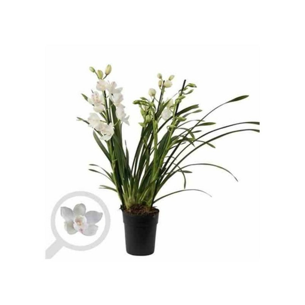  Cymbidium Hybride Blanche Taille Pot De 1 Litre ? 60/80cm