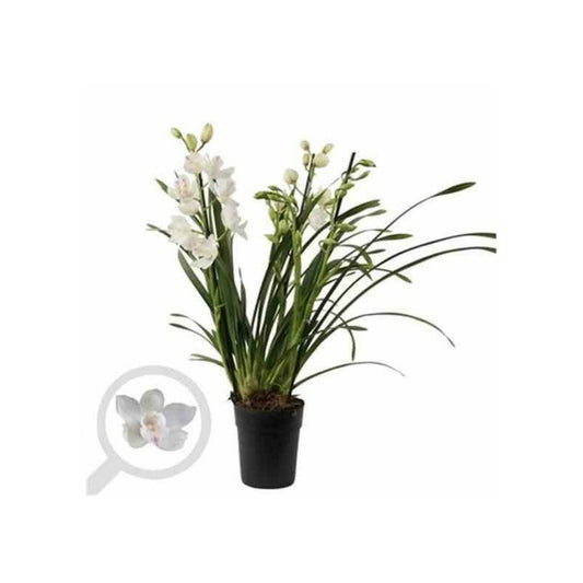  Cymbidium Hybride Blanche Taille Pot De 1 Litre ? 60/80cm