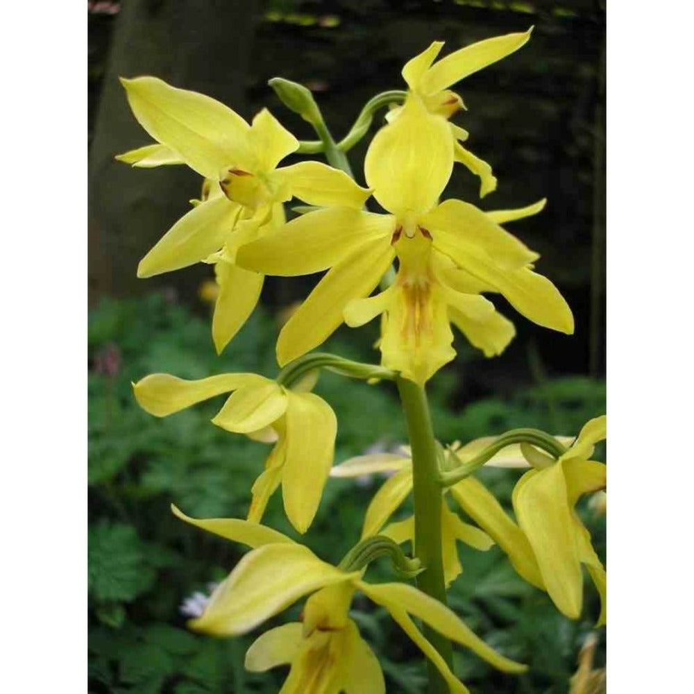  Calanthe Sieboldiana Jaune - Taille Pot De 1 Litre - 0/60 Cm