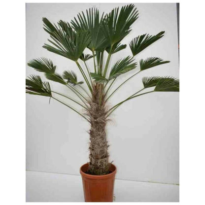 Trachycarpus Wagnerianus (palmier De Chusan, Palmier Moulin à Vent) Tronc De 90/100cm- Total 170/200cm