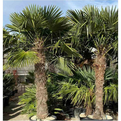  Trachycarpus Fortunei (palmier Chanvre, Palmier Moulin à Vent) Specimen 45l Multi Troncs- Total 140/160cm