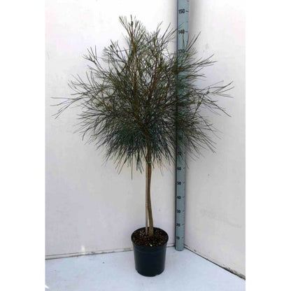  Grevillea Johnsonii (grevillea De Johnson Ou Fleur D'araignée De Johnson,) Pot De 4 Litres 50/60 Cm