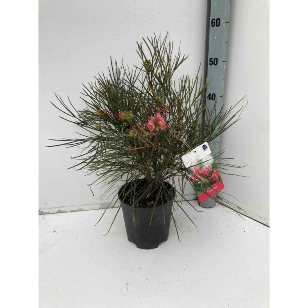  Grevillea Johnsonii (grevillea De Johnson Ou Fleur D'araignée De Johnson,) Pot De 4 Litres 50/60 Cm