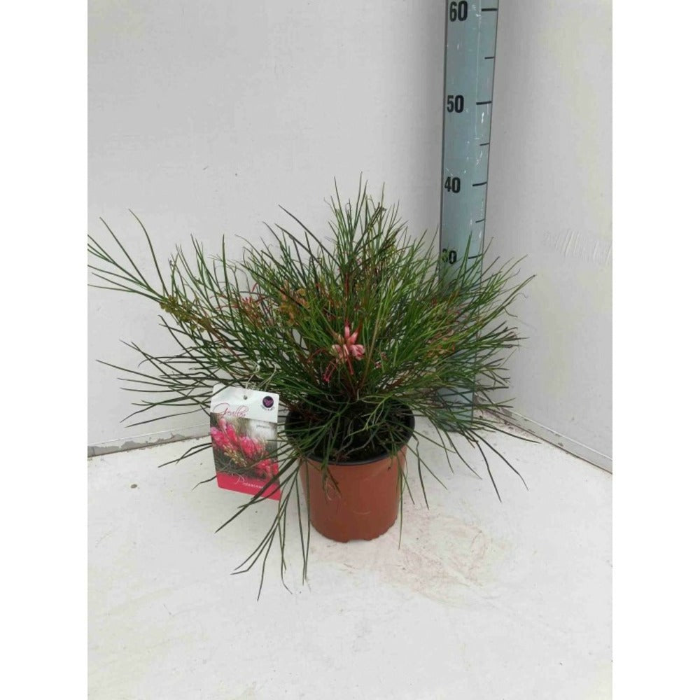  Grevillea Johnsonii (grevillea De Johnson Ou Fleur D'araignée De Johnson,) Pot De 4 Litres 50/60 Cm