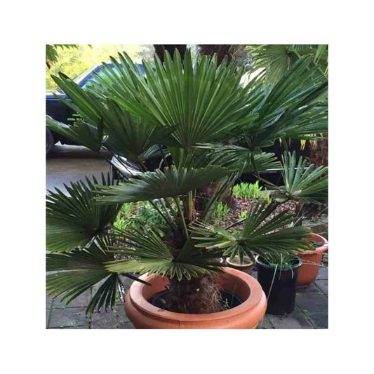 Trachycarpus Wagnerianus (palmier De Chusan, Palmier Moulin à Vent) Pot De 10l - Tronc 15/25 Cm - Total 60/80cm