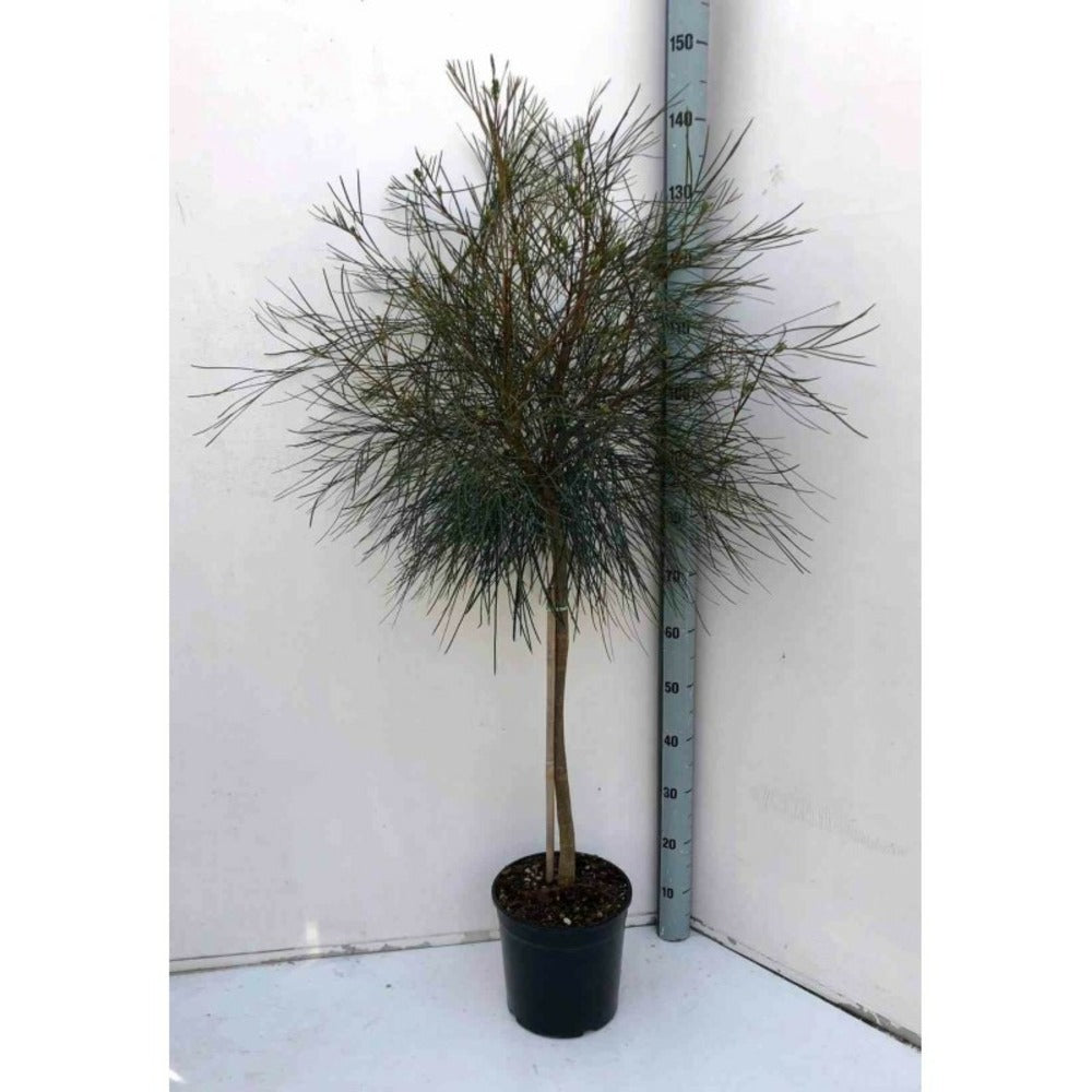  Grevillea Johnsonii (grevillea De Johnson Ou Fleur D'araignée De Johnson,) Taille Pot De 2 Litres 30/40 Cm