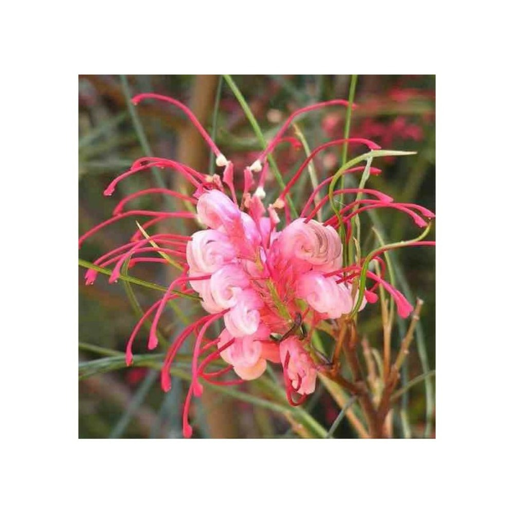  Grevillea Johnsonii (grevillea De Johnson Ou Fleur D'araignée De Johnson,) Taille Pot De 2 Litres 30/40 Cm