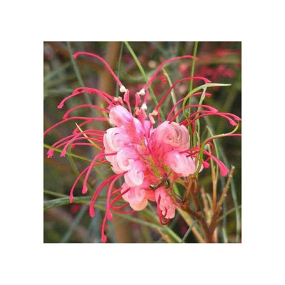  Grevillea Johnsonii (grevillea De Johnson Ou Fleur D'araignée De Johnson,) Taille Pot De 2 Litres 30/40 Cm