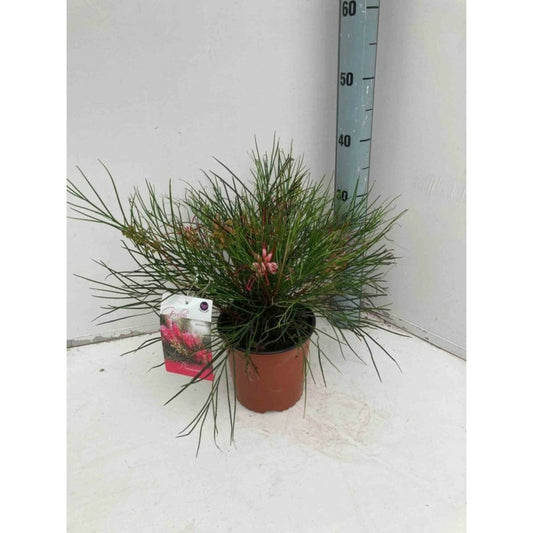  Grevillea Johnsonii (grevillea De Johnson Ou Fleur D'araignée De Johnson,) Taille Pot De 2 Litres 30/40 Cm