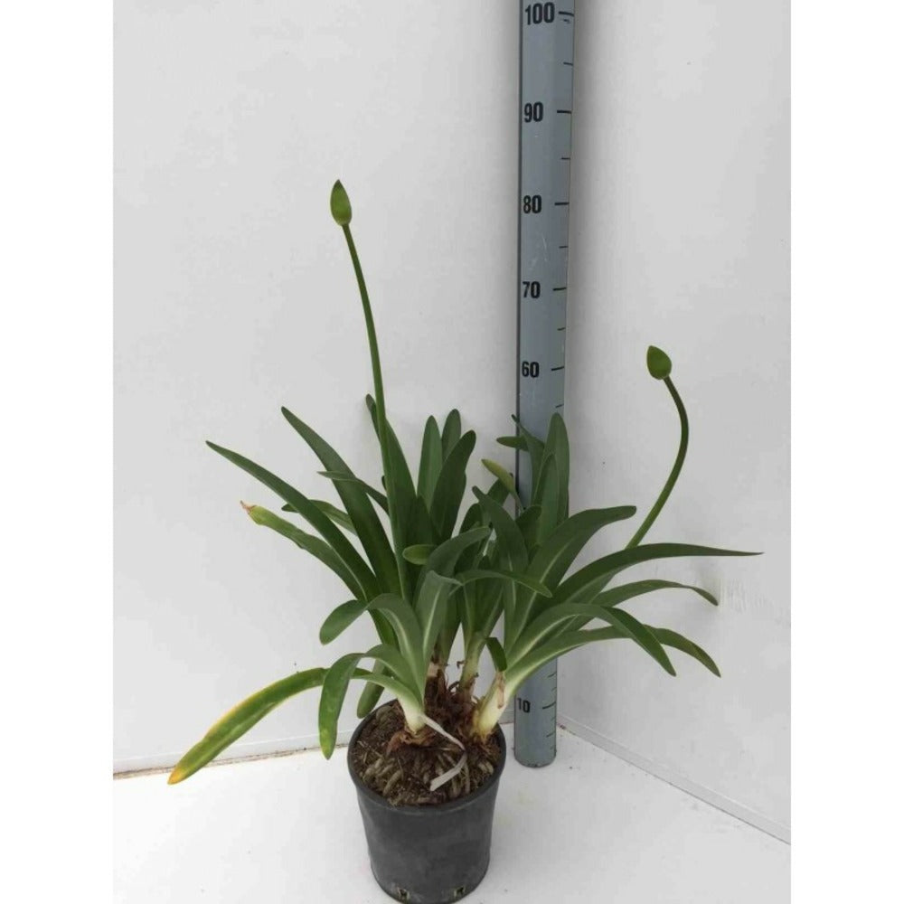  Agapanthus Praecox (agapanthe) Taille Pot De 3 Litres - 30/40cm - Violet