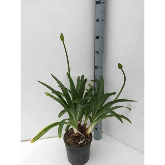 Agapanthus Praecox (agapanthe) Taille Pot De 3 Litres - 30/40cm - Violet