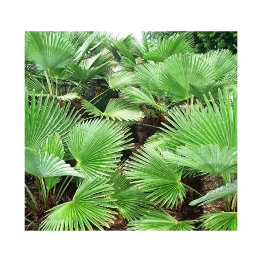  Trachycarpus Wagnerianus (palmier De Chusan, Palmier Moulin à Vent) Specimen Tronc De 70/80cm- Total 150/170cm