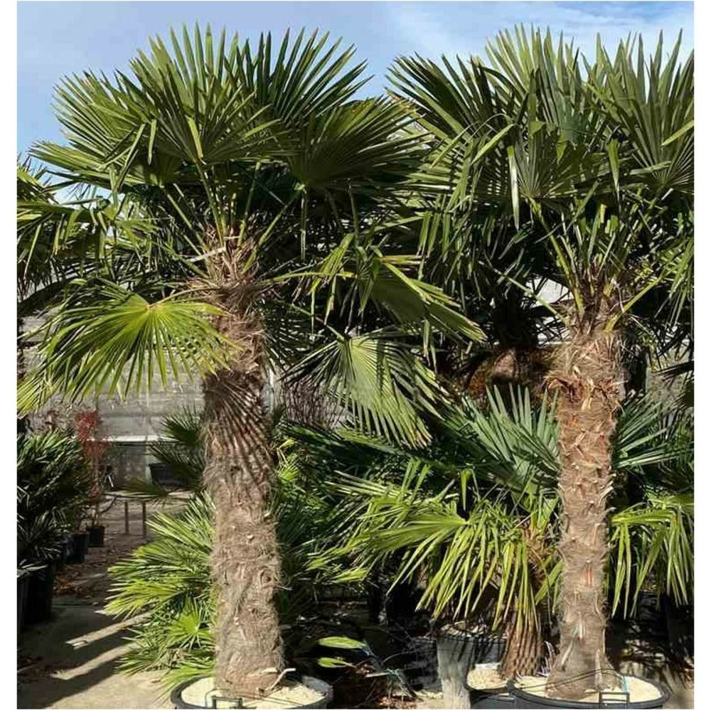  Trachycarpus Fortunei (palmier Chanvre, Palmier Moulin à Vent) Specimen Pot De 40l - Tronc 80/90 Cm - Total 180/220cm
