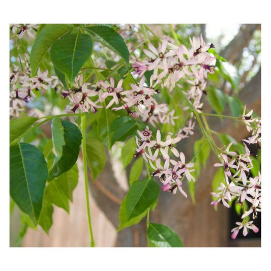  Melia Azedarach (lilas De Perse, Lilas Des Indes, Margousier, Faux Neem) Rose - Taille Pot De 50l - 200/250cm - Per 14/15cm