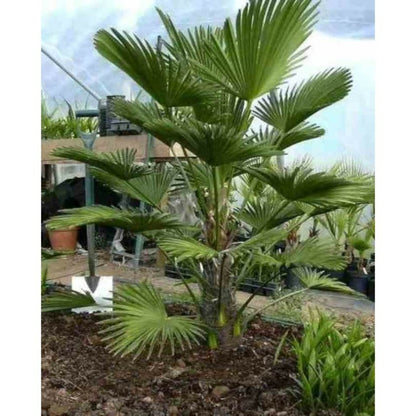  Trachycarpus Wagnerianus (palmier De Chusan, Palmier Moulin à Vent) Specimen Tronc De 90/100cm- Total 170/200cm