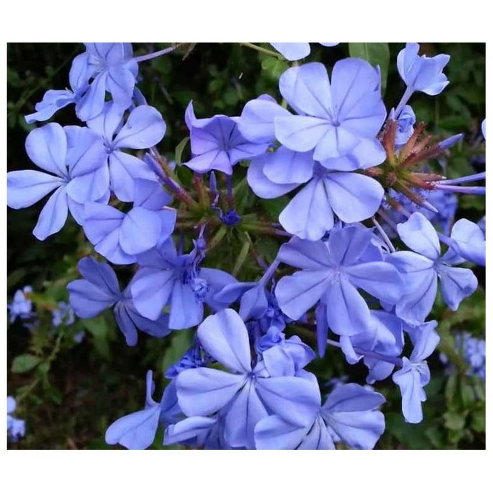  Plumbago Auriculata Syn. Plumbago Capensis (plumbago Du Cap, Dentelaire Du Cap) Taille Pot De3litres - 30/50 Cm
