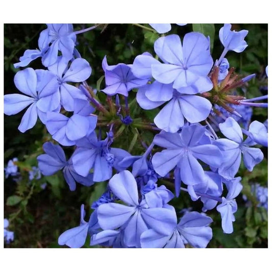  Plumbago Auriculata Syn. Plumbago Capensis (plumbago Du Cap, Dentelaire Du Cap) Taille Pot De3litres - 30/50 Cm