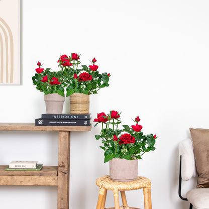  3x Pot Rose Rouge - Rosa - Plante D'intérieur & Terrasse - ⌀12cm– ↕20-30cm