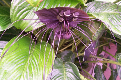  Kit De Culture - Fleur Chauve-souris - 10 Graines - Tacca Chantrieri