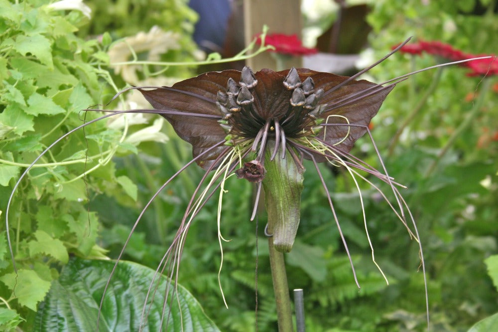  Kit De Culture - Fleur Chauve-souris - 10 Graines - Tacca Chantrieri