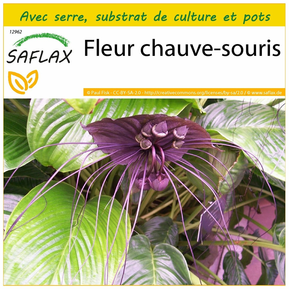  Kit De Culture - Fleur Chauve-souris - 10 Graines - Tacca Chantrieri