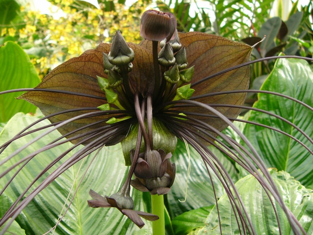  Kit De Culture - Fleur Chauve-souris - 10 Graines - Tacca Chantrieri