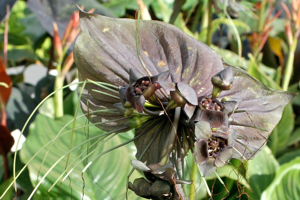  Kit De Culture - Fleur Chauve-souris - 10 Graines - Tacca Chantrieri
