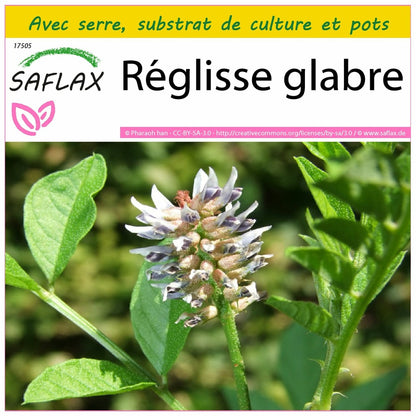  Kit De Culture - Réglisse Glabre - 30 Graines - Glycyrrhiza Glabra